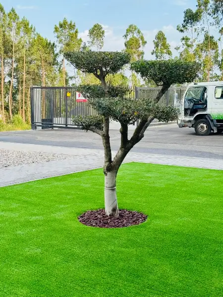 Natureza Verde — resultado final